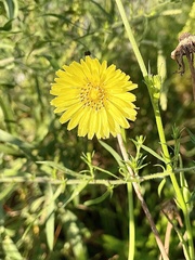 Pyrrhopappus carolinianus