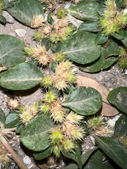 Alternanthera pungens