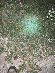 Alternanthera pungens