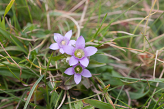 Gentianella ramosa