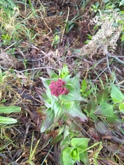 Centranthus ruber