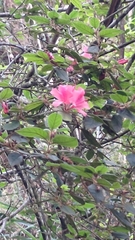 Rhododendron oldhamii