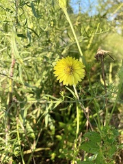 Pyrrhopappus carolinianus