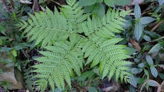 Pteris wallichiana