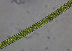 Hyalotheca