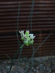 Asclepias subulata
