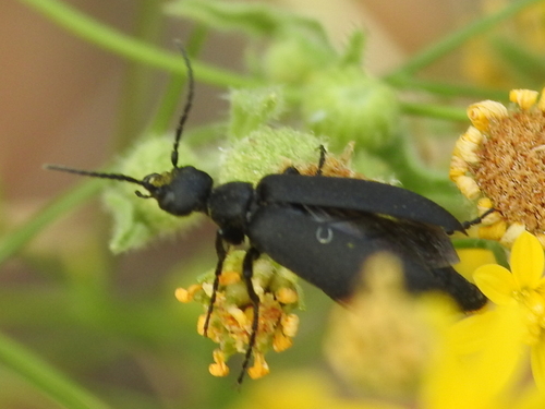 Black blister beetle