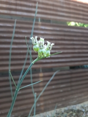 Asclepias subulata