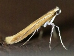 Caloptilia invariabilis