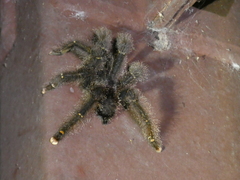 Avicularia juruensis