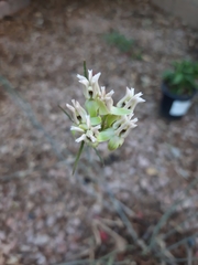 Asclepias subulata