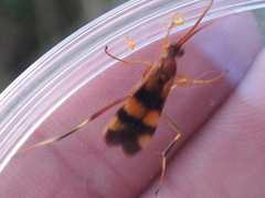 Compsocryptus texensis