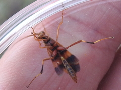 Compsocryptus texensis