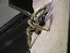 Avicularia juruensis
