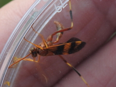 Compsocryptus texensis