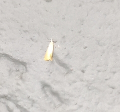 Scirpophaga incertulas