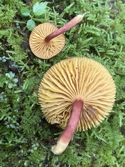 Phylloporus