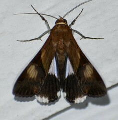 Melipotis fasciolaris