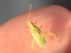 Harmostes reflexulus