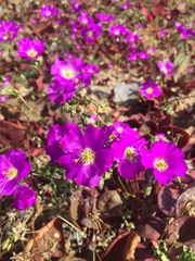Cistanthe longiscapa