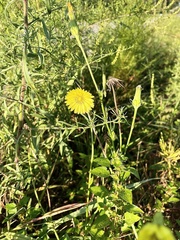 Pyrrhopappus carolinianus