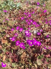 Cistanthe longiscapa