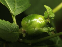 Asphondylia eupatorii