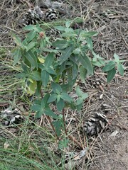 Monarda fistulosa