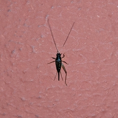 Trigonidiidae