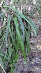 Haplopteris anguste-elongata