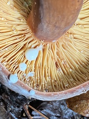 Lactifluus