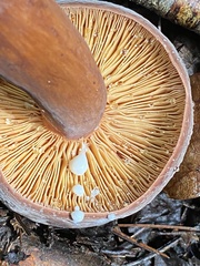 Lactifluus