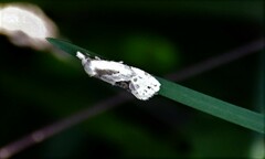 Aethes angustana