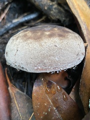 Lactifluus