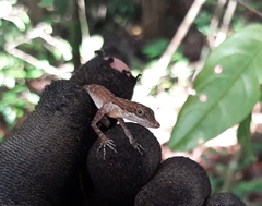 Anolis rodriguezii