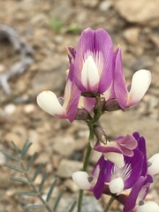 Astragalus