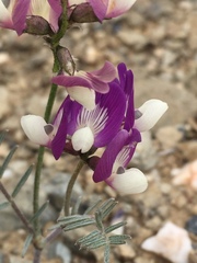 Astragalus