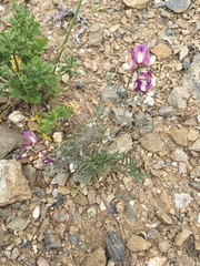 Astragalus