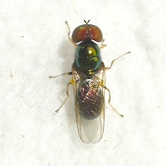 Microchrysa polita
