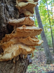 Climacodon septentrionalis