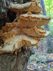 Climacodon septentrionalis