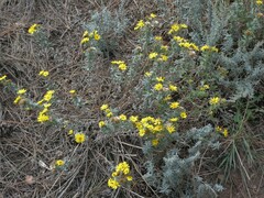Heterotheca villosa