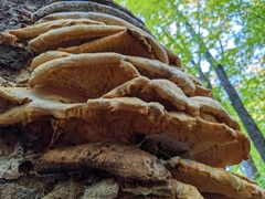 Climacodon septentrionalis