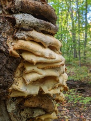 Climacodon septentrionalis