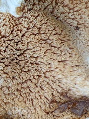 Climacodon septentrionalis