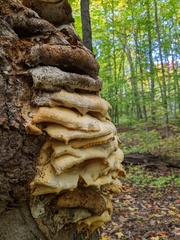 Climacodon septentrionalis