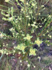 Pimelea flava
