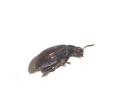 Phobelius mexicanus