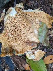 Climacodon septentrionalis