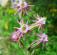 Silene scouleri